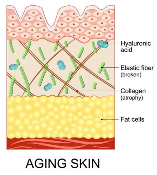 Ageing Skin: Causes and Amazing Age-Redefining Solutions in 2024 ...