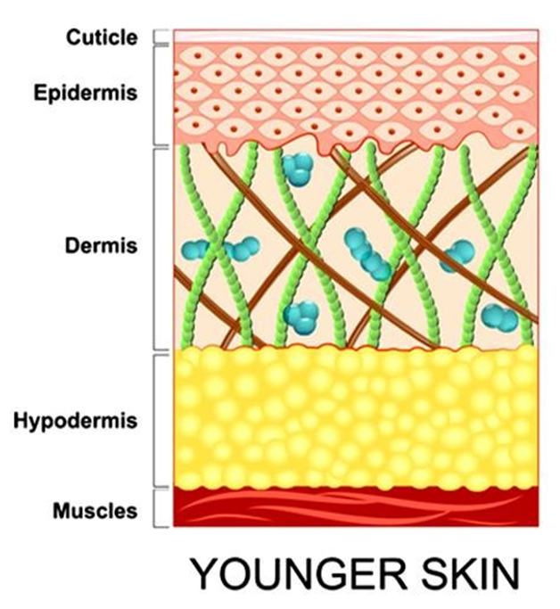 Ageing Skin: Causes and Amazing Age-Redefining Solutions in 2024 ...